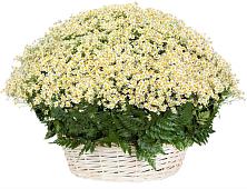 Цветочная композиция из Ромашки в корзине #REPLACE_PRED# Слюдянке